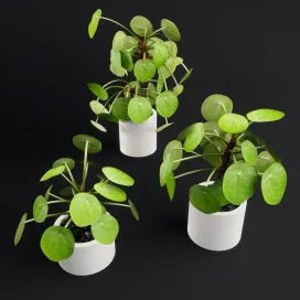Pilea peperomioides